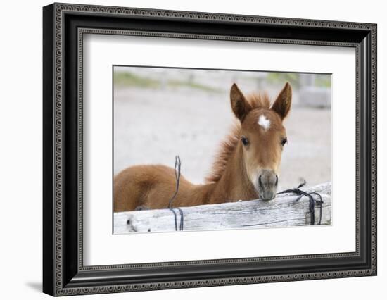 Young Horse at Fence, Cappadocia, Turkey-Matt Freedman-Framed Photographic Print