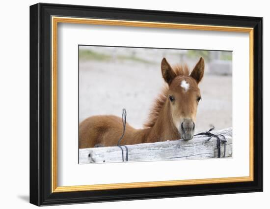 Young Horse at Fence, Cappadocia, Turkey-Matt Freedman-Framed Photographic Print