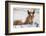 Young Horse at Fence, Cappadocia, Turkey-Matt Freedman-Framed Photographic Print