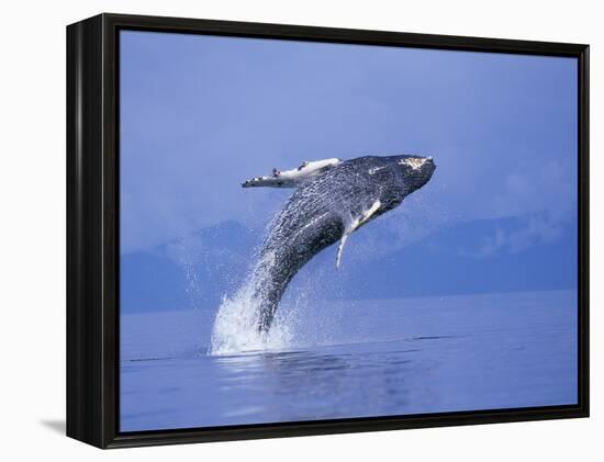 Young Humpback Whale Breaching in Frederick Sound-Paul Souders-Framed Premier Image Canvas