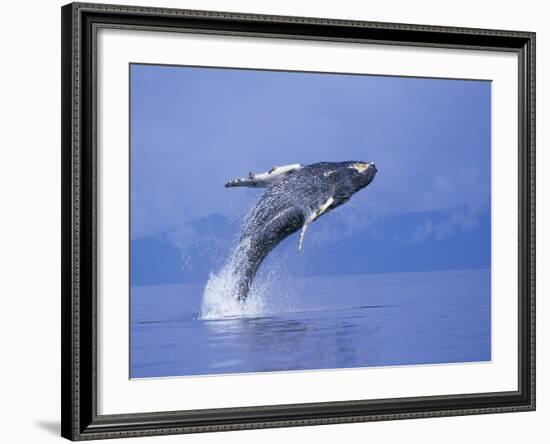 Young Humpback Whale Breaching in Frederick Sound-Paul Souders-Framed Photographic Print