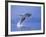 Young Humpback Whale Breaching in Frederick Sound-Paul Souders-Framed Photographic Print