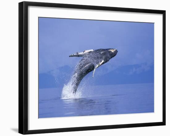 Young Humpback Whale Breaching in Frederick Sound-Paul Souders-Framed Photographic Print