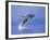 Young Humpback Whale Breaching in Frederick Sound-Paul Souders-Framed Photographic Print