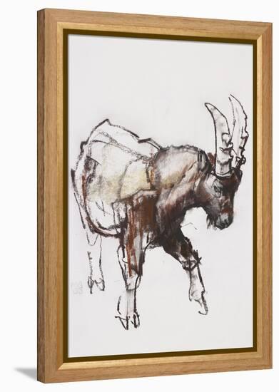 Young Ibex, Gran Paradiso, 2005-Mark Adlington-Framed Premier Image Canvas