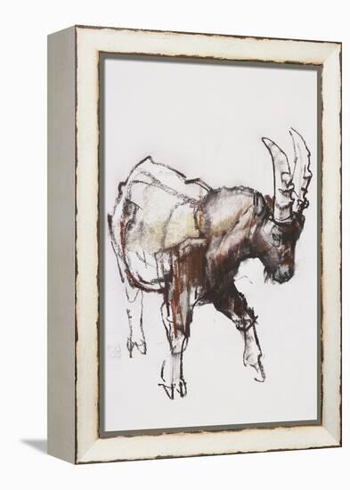 Young Ibex, Gran Paradiso, 2005-Mark Adlington-Framed Premier Image Canvas