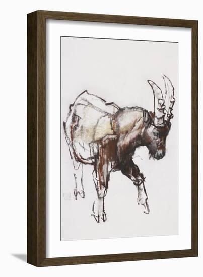 Young Ibex, Gran Paradiso, 2005-Mark Adlington-Framed Giclee Print