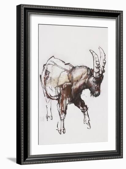 Young Ibex, Gran Paradiso, 2005-Mark Adlington-Framed Giclee Print