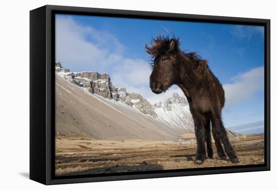 Young Icelandic Horse Near Stokkness, Iceland, March-Niall Benvie-Framed Premier Image Canvas