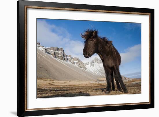 Young Icelandic Horse Near Stokkness, Iceland, March-Niall Benvie-Framed Photographic Print