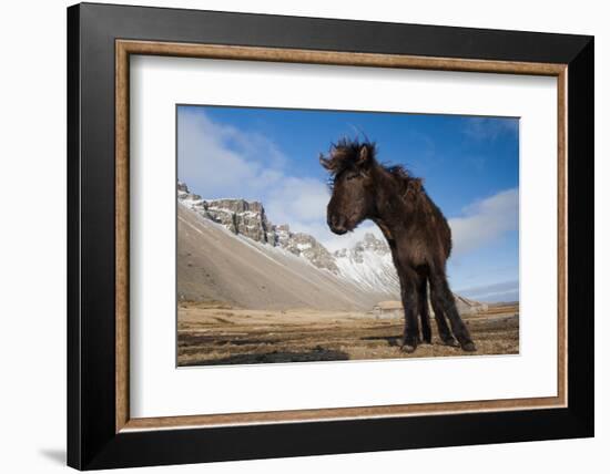 Young Icelandic Horse Near Stokkness, Iceland, March-Niall Benvie-Framed Photographic Print