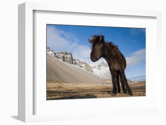 Young Icelandic Horse Near Stokkness, Iceland, March-Niall Benvie-Framed Photographic Print