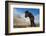 Young Icelandic Horse Near Stokkness, Iceland, March-Niall Benvie-Framed Photographic Print