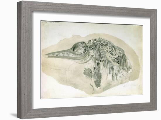 Young Ichthyosaurus from Lyme Regis-English School-Framed Giclee Print