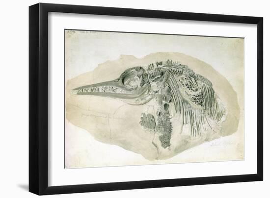 Young Ichthyosaurus from Lyme Regis-English School-Framed Giclee Print