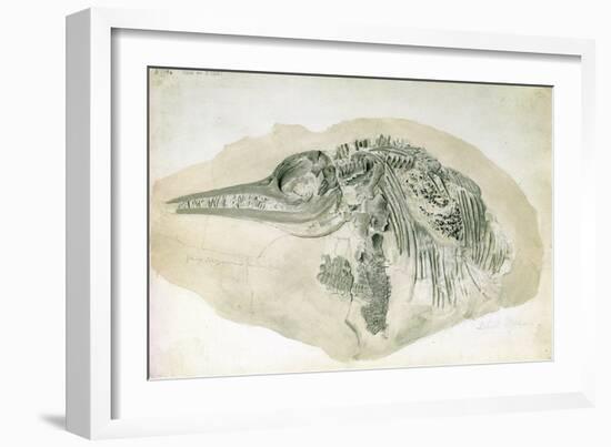 Young Ichthyosaurus from Lyme Regis-English School-Framed Giclee Print