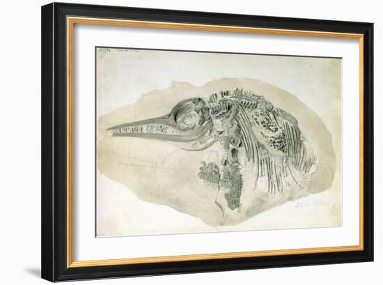 Young Ichthyosaurus from Lyme Regis-English School-Framed Giclee Print