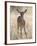 Young Impala (Aepyceros Melampus) Buck, Kruger National Park, South Africa, Africa-James Hager-Framed Photographic Print