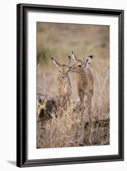 Young Impala Friends Nuzzling-DLILLC-Framed Photographic Print