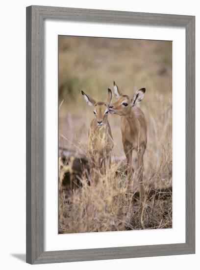 Young Impala Friends Nuzzling-DLILLC-Framed Photographic Print