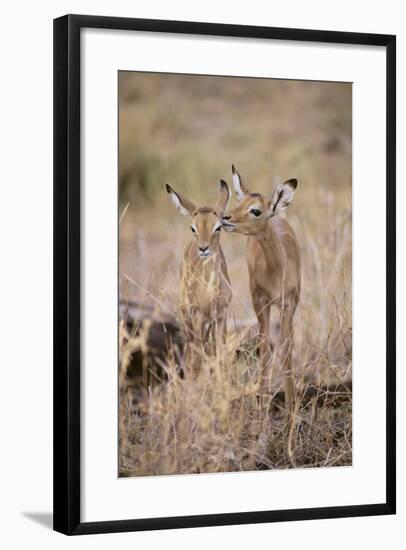 Young Impala Friends Nuzzling-DLILLC-Framed Photographic Print