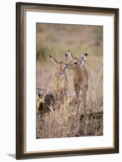 Young Impala Friends Nuzzling-DLILLC-Framed Photographic Print