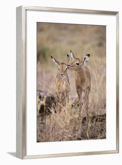 Young Impala Friends Nuzzling-DLILLC-Framed Photographic Print