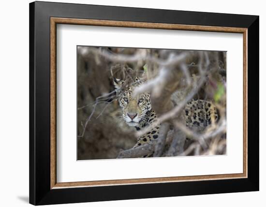 Young Jaguar (Panthera onca) in a tree, Cuiaba River, Pantanal, Mato Grosso, Brazil, South America-G&M Therin-Weise-Framed Photographic Print