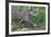 Young Jaguar (Panthera onca) on a riverbank, Cuiaba river, Pantanal, Mato Grosso, Brazil, South Ame-G&M Therin-Weise-Framed Photographic Print