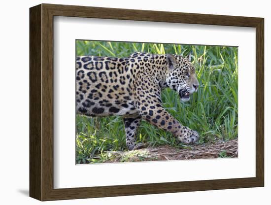 Young Jaguar (Panthera onca) on a riverbank, Cuiaba river, Pantanal, Mato Grosso, Brazil, South Ame-G&M Therin-Weise-Framed Photographic Print