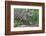 Young Jaguar (Panthera onca) on a riverbank, Cuiaba river, Pantanal, Mato Grosso, Brazil, South Ame-G&M Therin-Weise-Framed Photographic Print