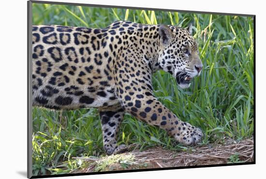 Young Jaguar (Panthera onca) on a riverbank, Cuiaba river, Pantanal, Mato Grosso, Brazil, South Ame-G&M Therin-Weise-Mounted Photographic Print