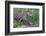 Young Jaguar (Panthera onca) on a riverbank, Cuiaba river, Pantanal, Mato Grosso, Brazil, South Ame-G&M Therin-Weise-Framed Photographic Print