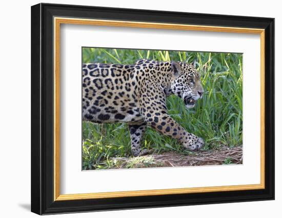 Young Jaguar (Panthera onca) on a riverbank, Cuiaba river, Pantanal, Mato Grosso, Brazil, South Ame-G&M Therin-Weise-Framed Photographic Print