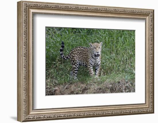 Young jaguar (Panthera onca) on riverbank, Cuiaba River, Pantanal, Mato Grosso State, Brazil, South-G&M Therin-Weise-Framed Photographic Print