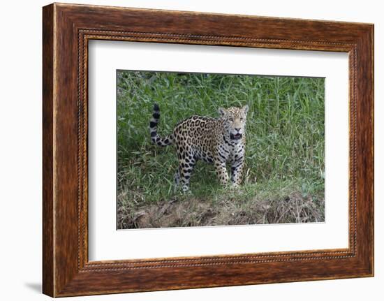 Young jaguar (Panthera onca) on riverbank, Cuiaba River, Pantanal, Mato Grosso State, Brazil, South-G&M Therin-Weise-Framed Photographic Print