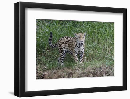 Young jaguar (Panthera onca) on riverbank, Cuiaba River, Pantanal, Mato Grosso State, Brazil, South-G&M Therin-Weise-Framed Photographic Print