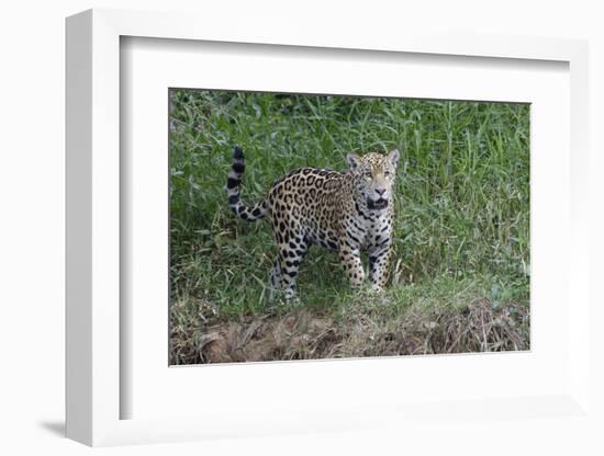 Young jaguar (Panthera onca) on riverbank, Cuiaba River, Pantanal, Mato Grosso State, Brazil, South-G&M Therin-Weise-Framed Photographic Print