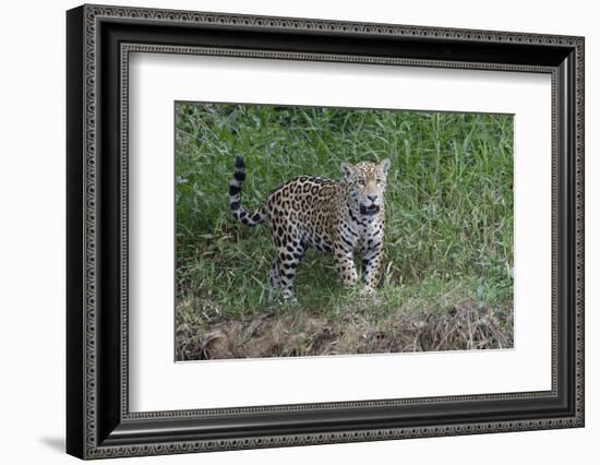 Young jaguar (Panthera onca) on riverbank, Cuiaba River, Pantanal, Mato Grosso State, Brazil, South-G&M Therin-Weise-Framed Photographic Print