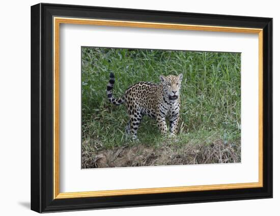 Young jaguar (Panthera onca) on riverbank, Cuiaba River, Pantanal, Mato Grosso State, Brazil, South-G&M Therin-Weise-Framed Photographic Print