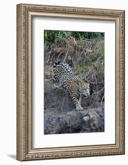 Young jaguar (Panthera onca) stalking on riverbank, Cuiaba River, Pantanal, Mato Grosso State, Braz-G&M Therin-Weise-Framed Photographic Print
