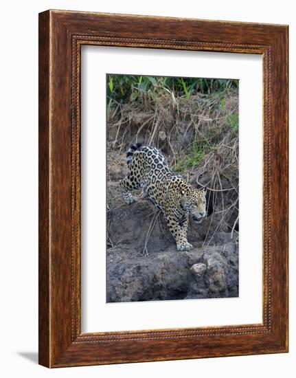 Young jaguar (Panthera onca) stalking on riverbank, Cuiaba River, Pantanal, Mato Grosso State, Braz-G&M Therin-Weise-Framed Photographic Print