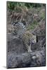 Young jaguar (Panthera onca) stalking on riverbank, Cuiaba River, Pantanal, Mato Grosso State, Braz-G&M Therin-Weise-Mounted Photographic Print