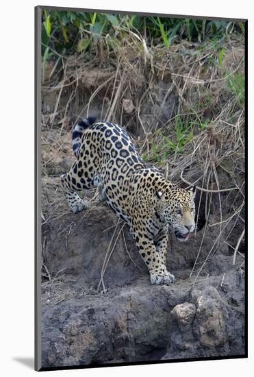 Young jaguar (Panthera onca) stalking on riverbank, Cuiaba River, Pantanal, Mato Grosso State, Braz-G&M Therin-Weise-Mounted Photographic Print