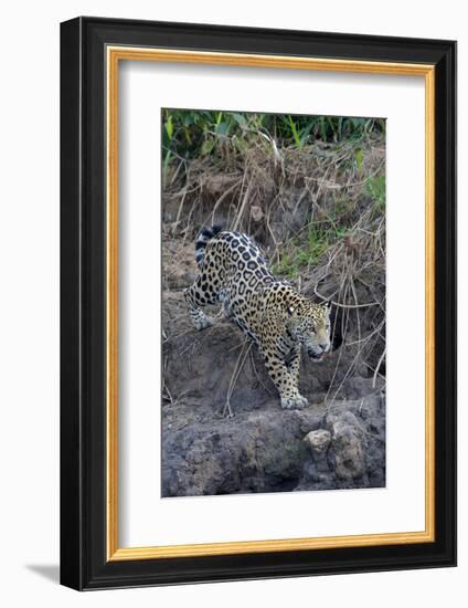 Young jaguar (Panthera onca) stalking on riverbank, Cuiaba River, Pantanal, Mato Grosso State, Braz-G&M Therin-Weise-Framed Photographic Print