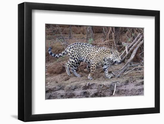 Young Jaguar (Panthera onca) walking on a riverbank, Cuiaba River, Pantanal, Mato Grosso, Brazil, S-G&M Therin-Weise-Framed Photographic Print