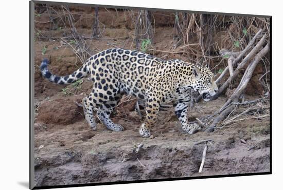 Young Jaguar (Panthera onca) walking on a riverbank, Cuiaba River, Pantanal, Mato Grosso, Brazil, S-G&M Therin-Weise-Mounted Photographic Print