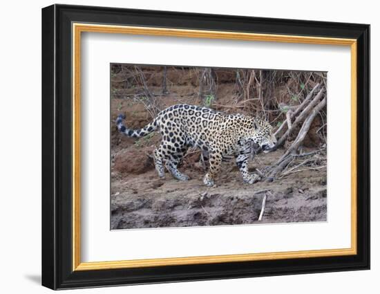 Young Jaguar (Panthera onca) walking on a riverbank, Cuiaba River, Pantanal, Mato Grosso, Brazil, S-G&M Therin-Weise-Framed Photographic Print