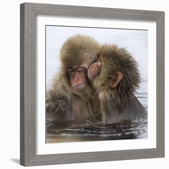 Young Japanese macaques 'kissing' in hot springs, Japan-Diane McAllister-Framed Photographic Print