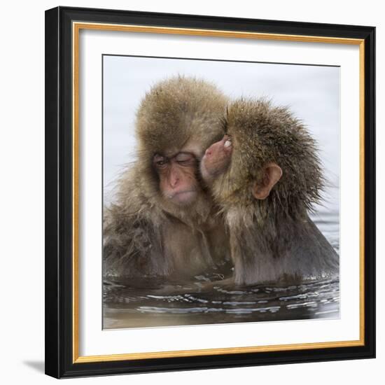 Young Japanese macaques 'kissing' in hot springs, Japan-Diane McAllister-Framed Photographic Print